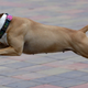 Illustration for article titled New Jersey Suburb Plans to Ban Barking Dogs